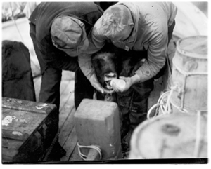 Image of Bottle-feeding one musk-ox, aboard